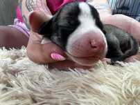 Whippet ZKwP/FCI dziewczynka