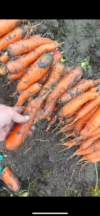 Морква від виробника