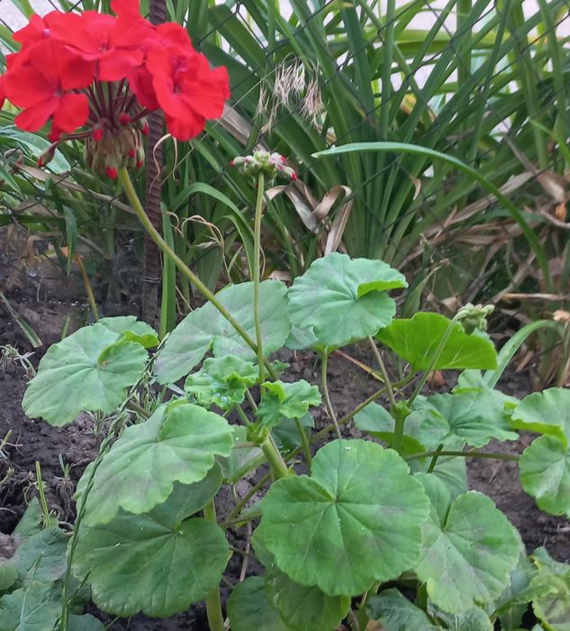 Продам кімнатні квіти.