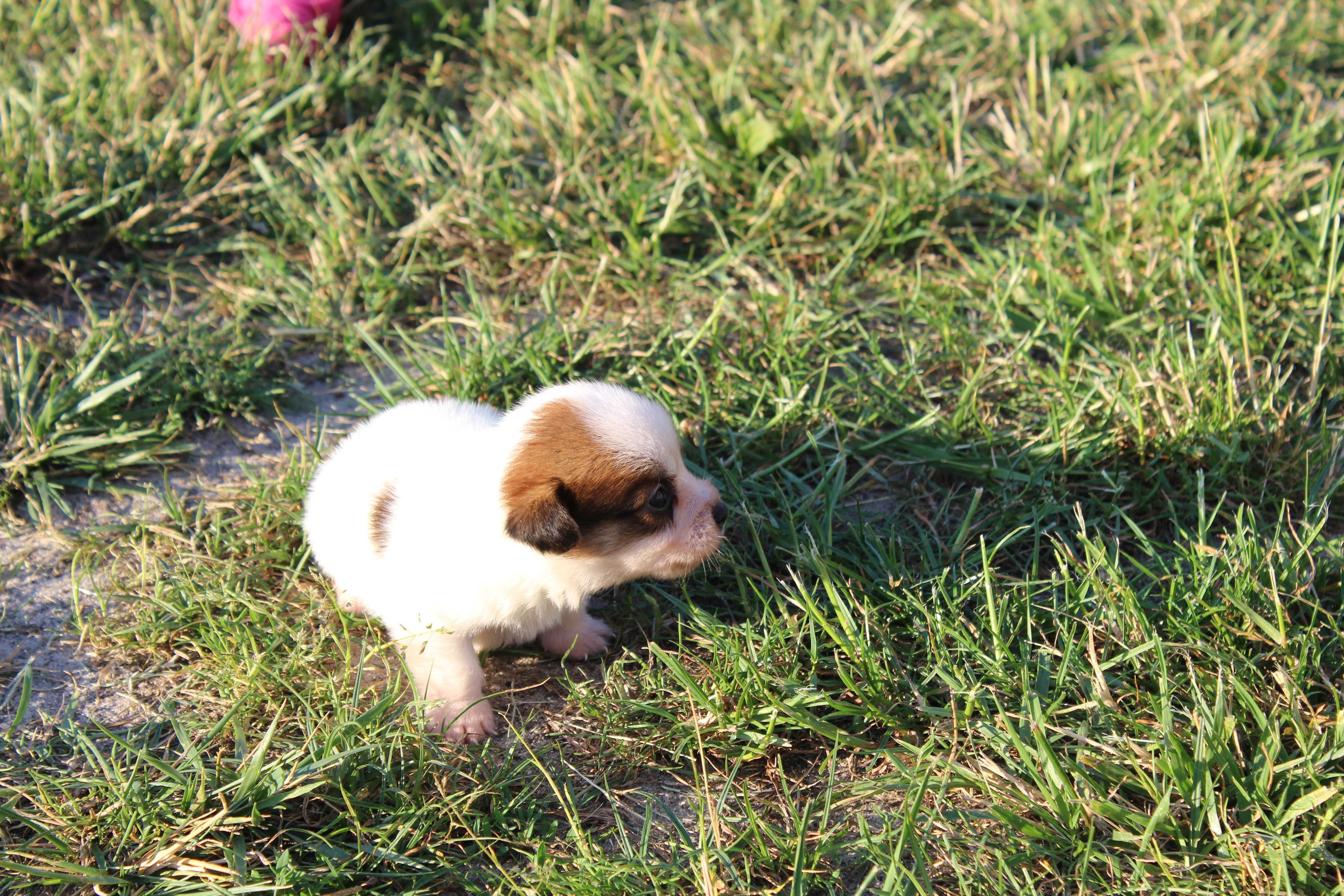 Lester szczeniak Jack Russell Terrier pochodzenie ZKWP FCI
