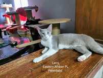 Peterbald Orientalna koteczka gotowa do zmiany domku