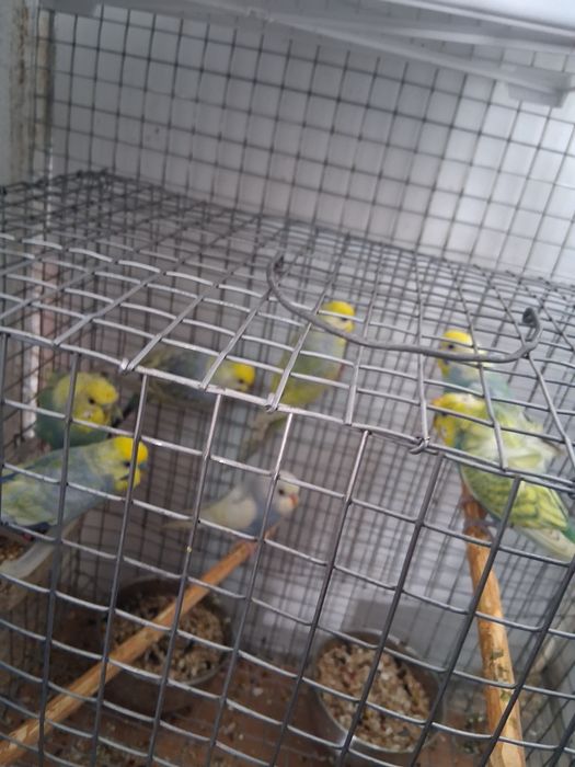 2  casalinhos de Piriquito arco íris ofereço 1