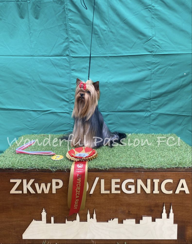 York Yorkshire terrier FCI ZKwP