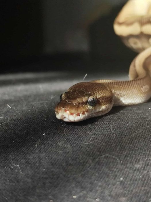 Wąż zbożowy samiczka