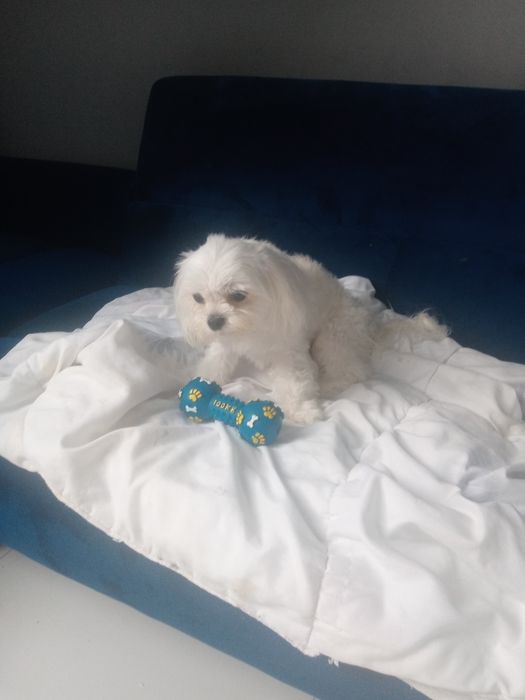 Maltańczyk  mini suczka odbiór od  05.styczen 2026