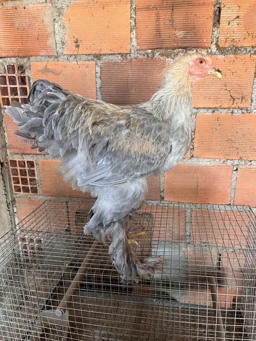 Galos Brahma Isabella