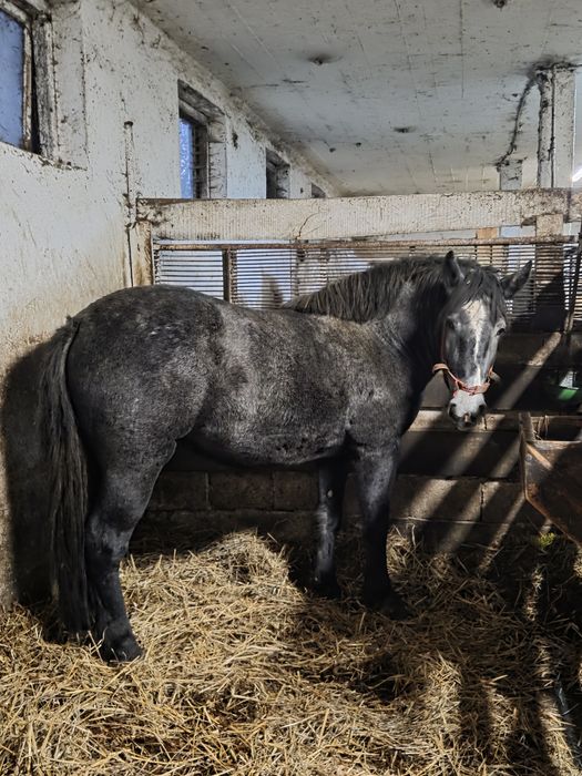 Źrebica zimnokrwista Szpaka