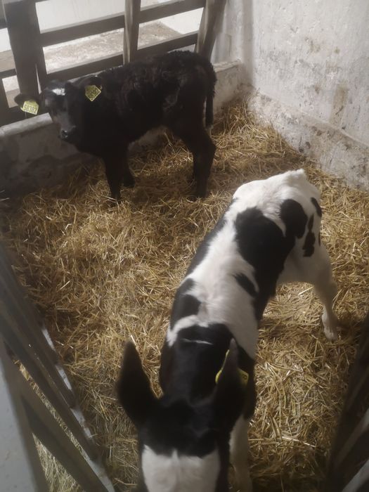 Sprzedam 2 Jałoszki