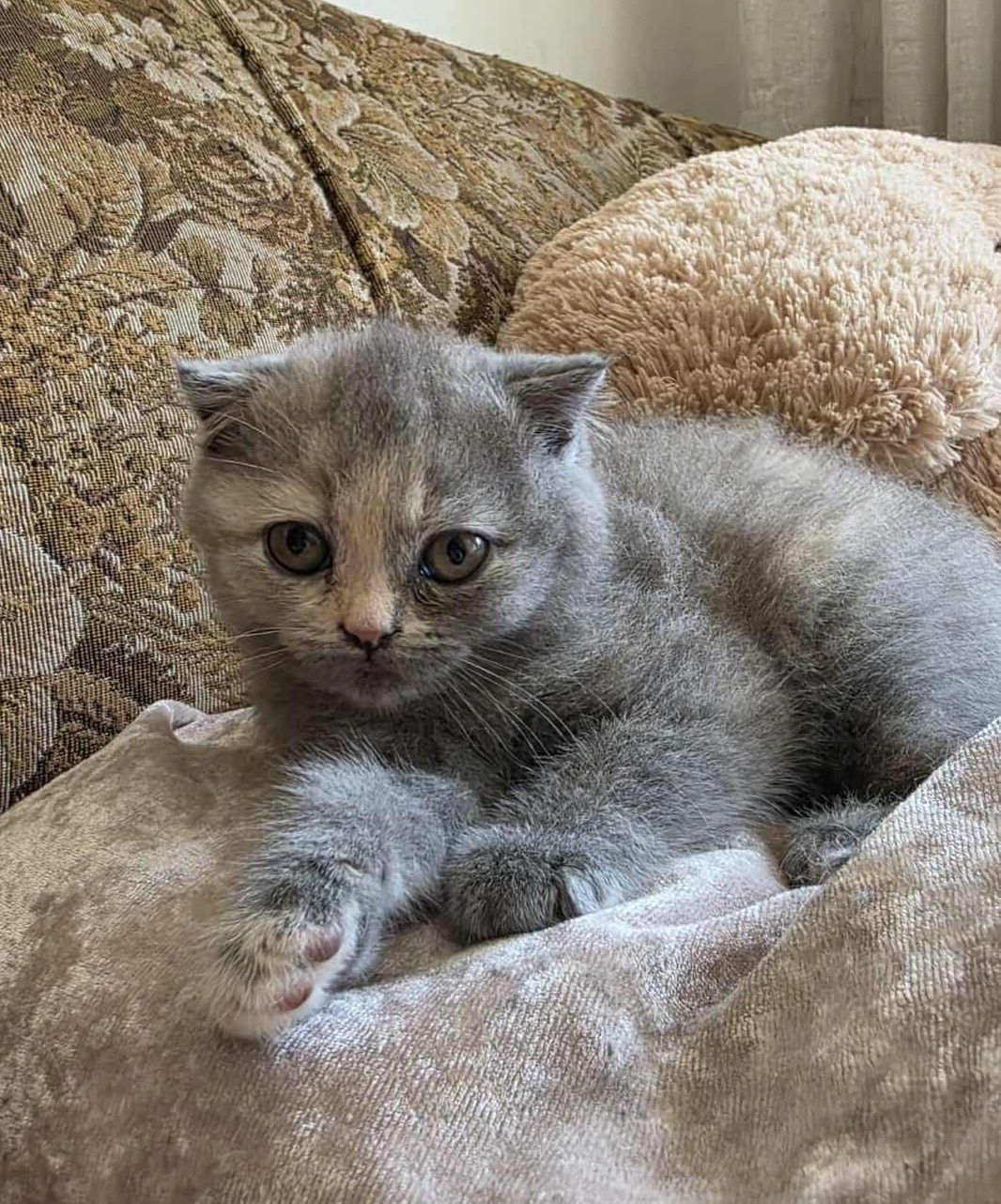 Scottish Fold Fêmea