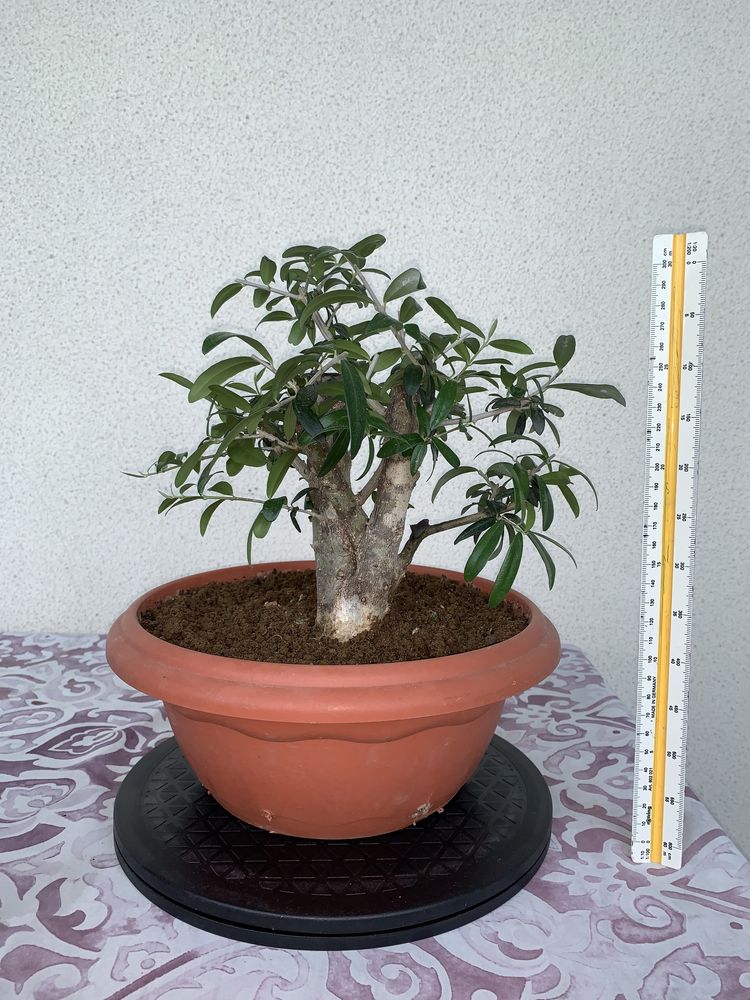 Pré Bonsai de Oliveira