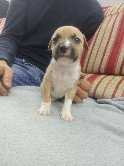 Cachorros bebe American stf