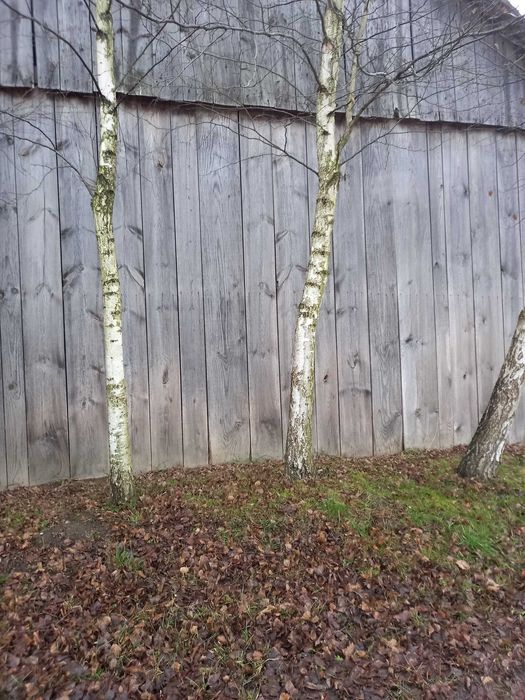 Skup Starego Drewna Stodoly, Wiaty, Spichlerze