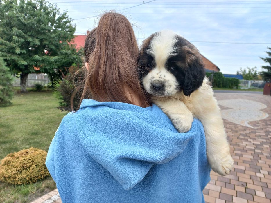 Moskiewski pies stróżujący