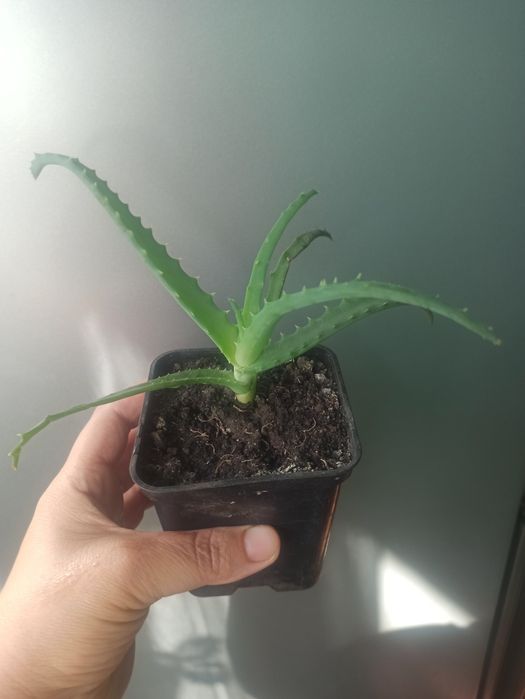 Алоє     вазончик