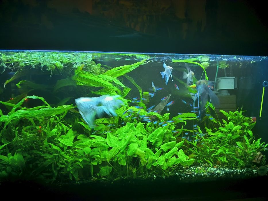 Аквариум природа 200л