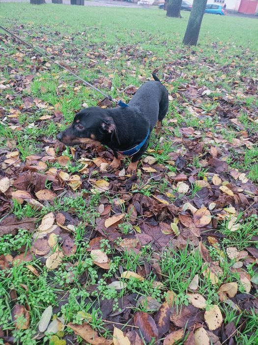 Отдам в хорошую и любящую семью таксу