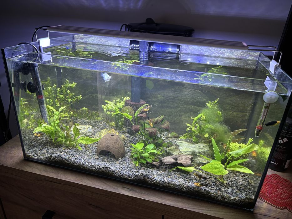 Akwarium molinezje filtr kaskadowy lampa napowietrzenie calosc mnostwo