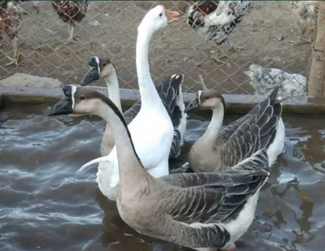 Patos  gansos perus galinhas garnizas