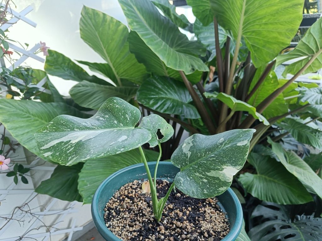 Monstera constelation