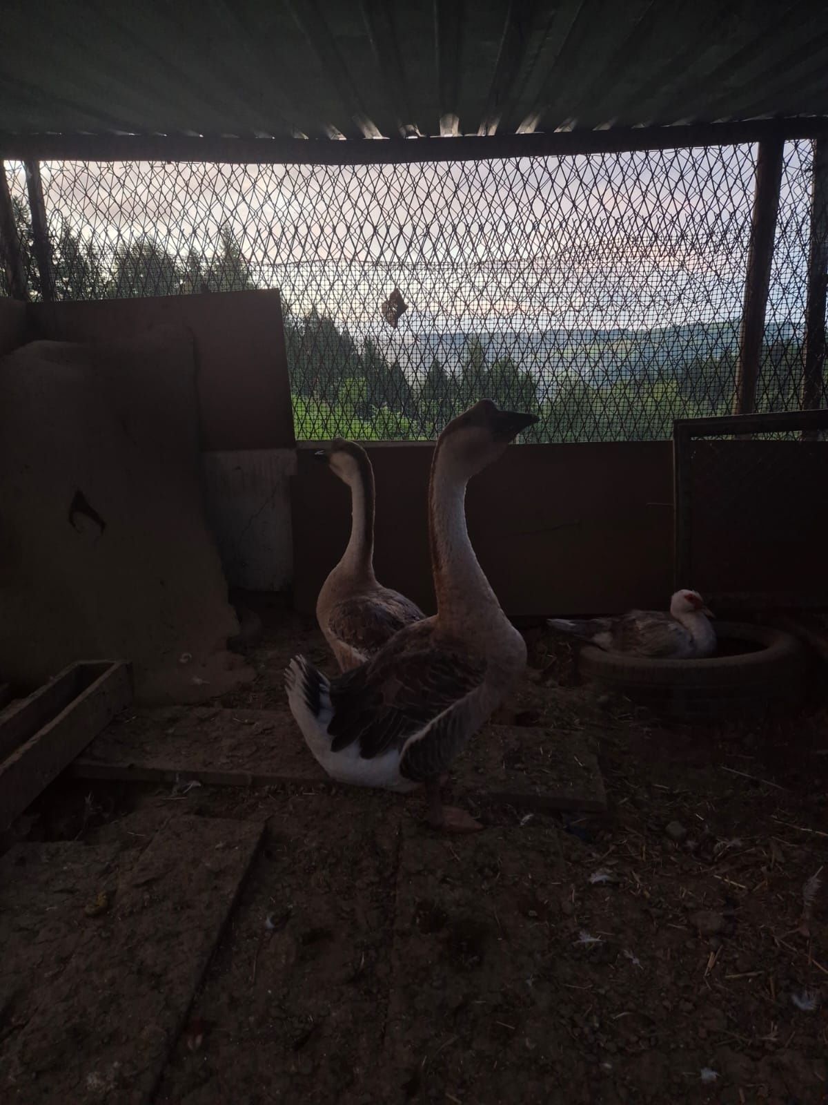 Gęsi garbonose i ladnes