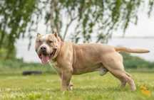 Coco do adopcji - STREFA TTB