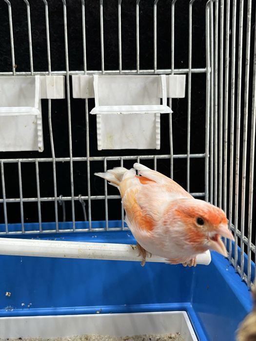 Kanarek (samiec) Aqualife