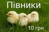 Суточні Курчата несушки Ломан Браун Сенді Півники Півні по Акції 10 гр