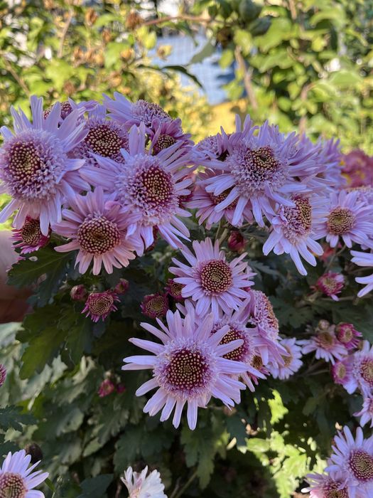 Продам саджанці  гібіскуса сирійського, є хризантема різна