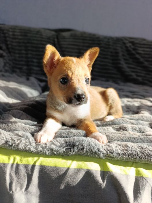 Красунечки шукають родини