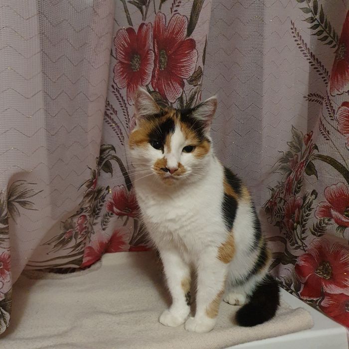 Шукаю кішку м.Нікополь