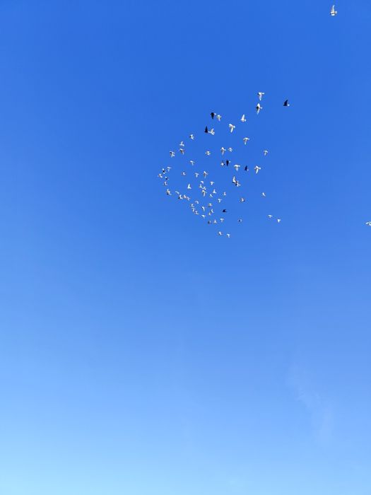 Sprzedam lot gołębi