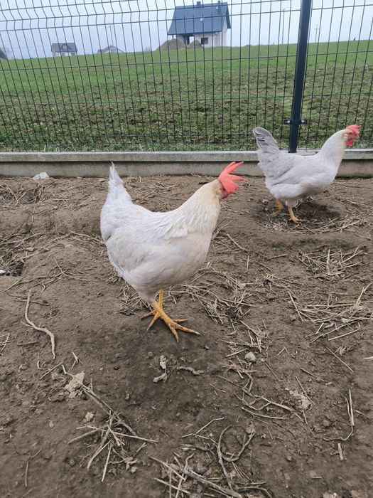 Jaja lęgowe, Włoszki, gołoszyjka olbrzymia, jajka,kury.