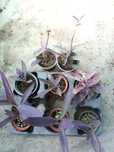 Tradescantias roxas