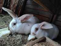 Dwa króliki, samice