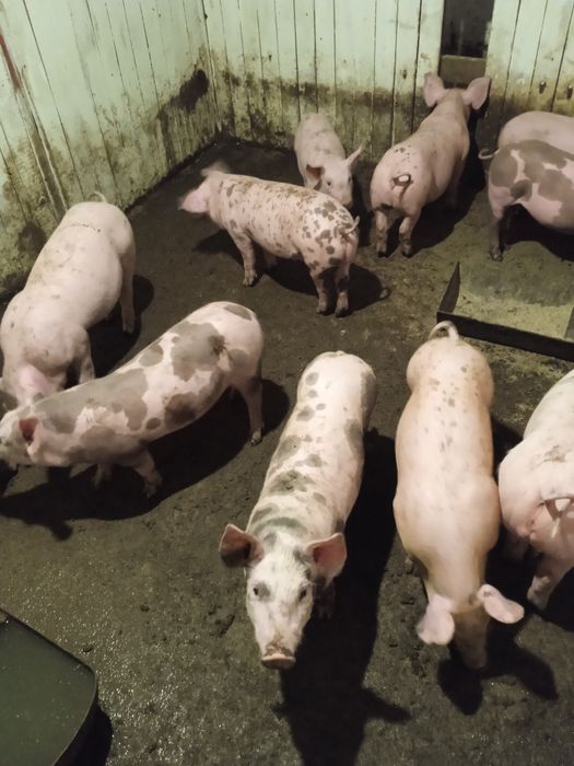 Продам поросята...