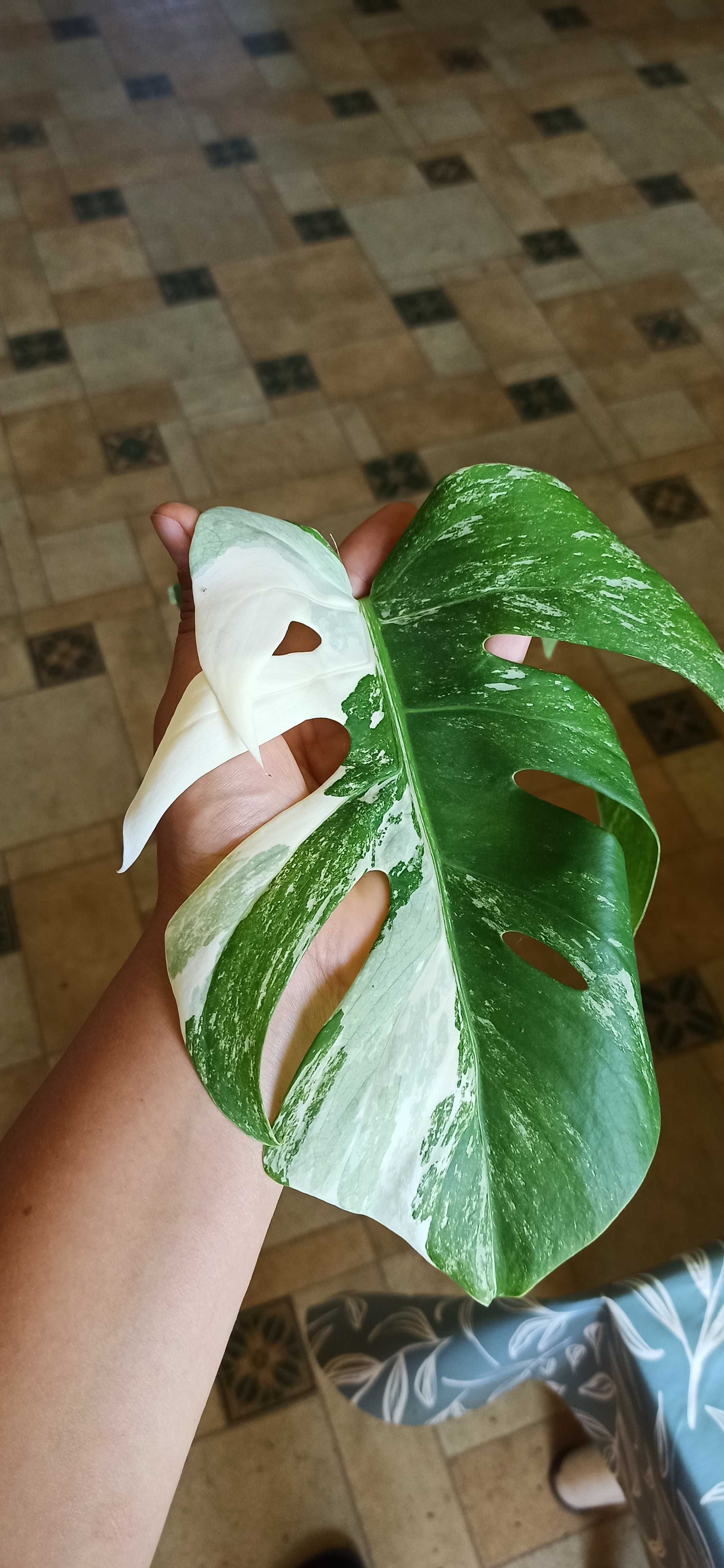 Monstera variegata szczyt