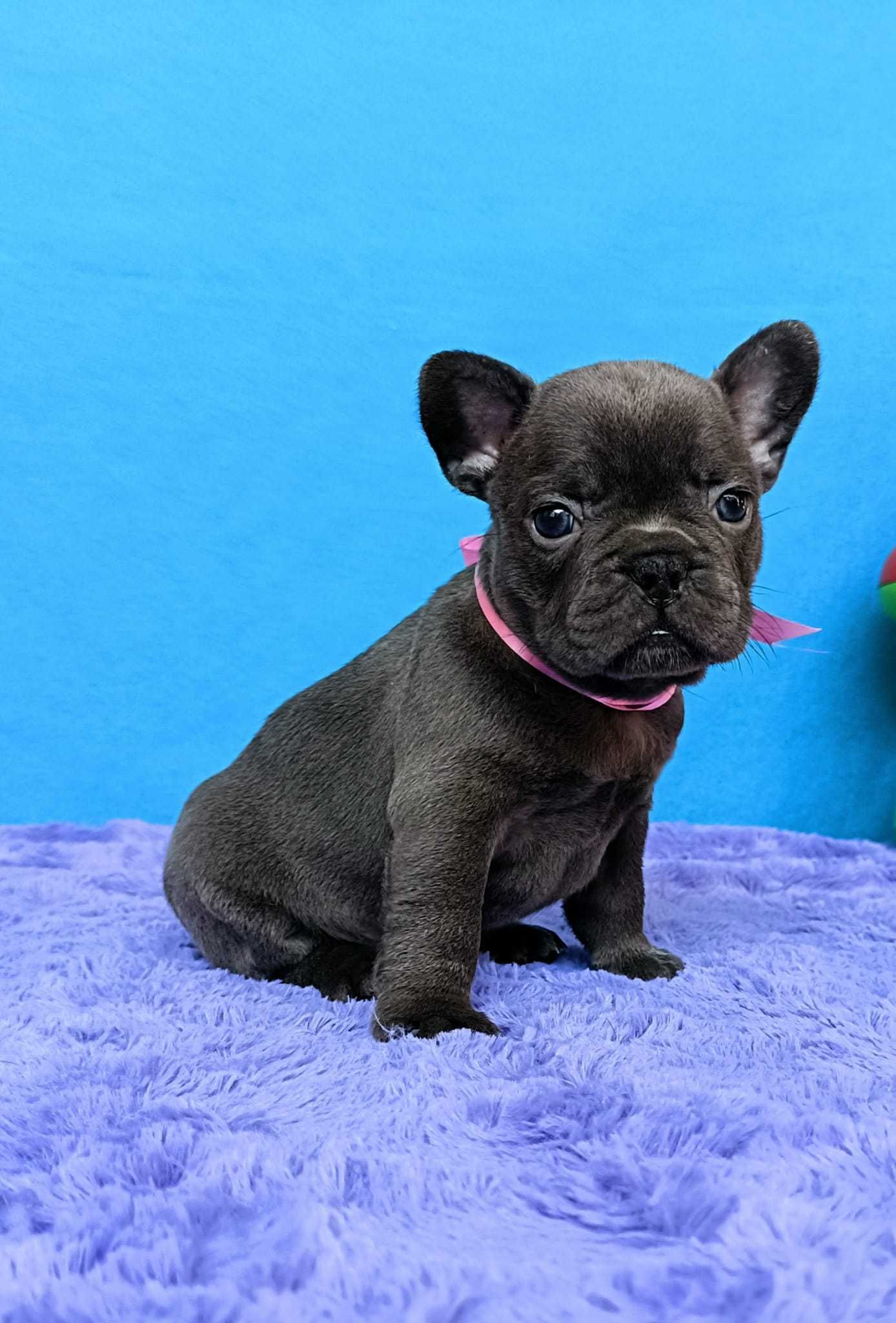 Bulldogue francês fêmea Azul
