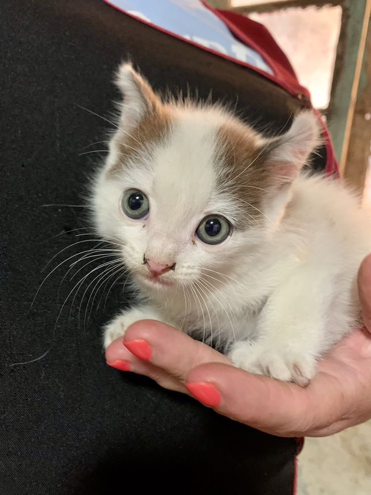 Gatinho para adoção