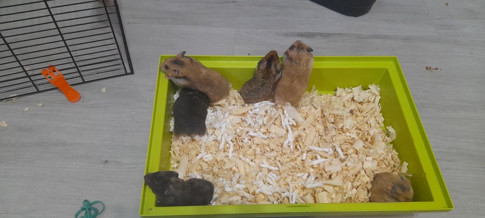 Sprzedam chomiczki syryjskie