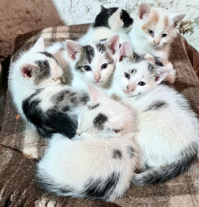 Oddam za darmo kotki