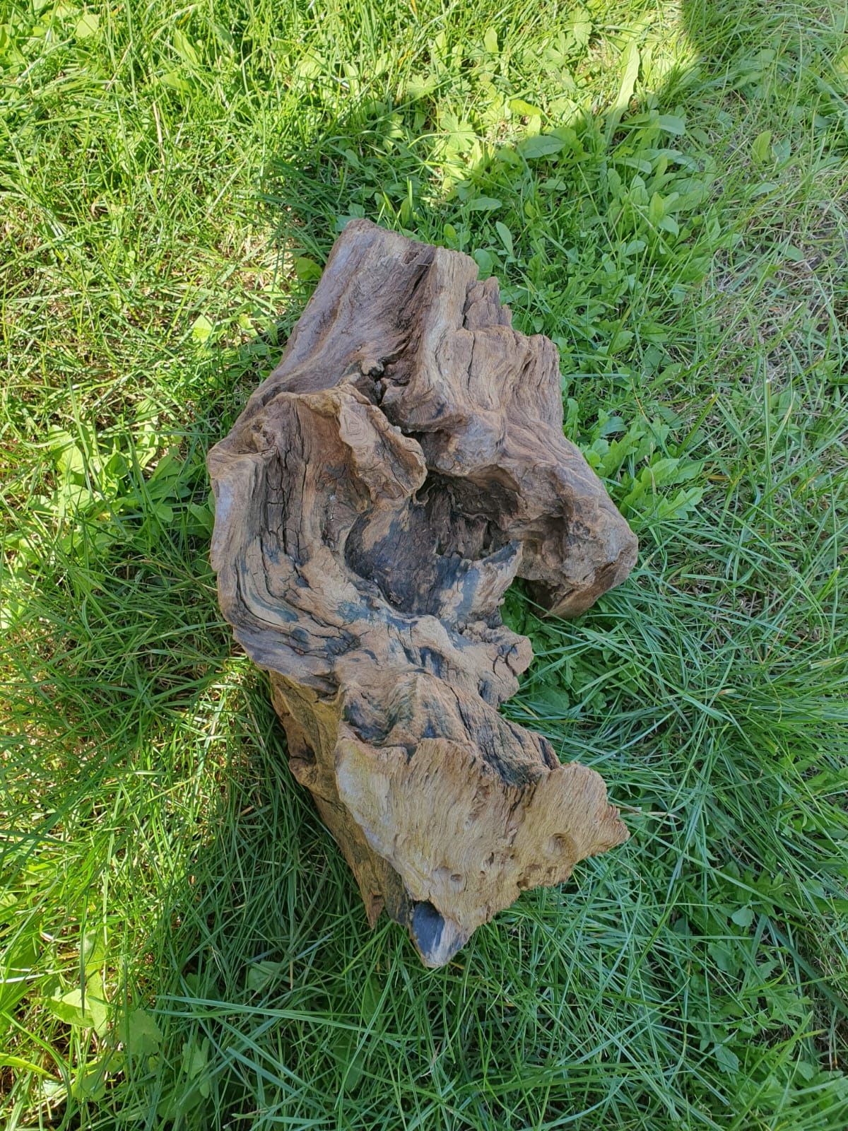 Duże korzenie idealne do terrarium