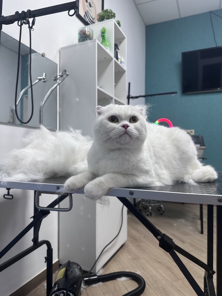 Стрижка котів ,стрижка котов ,експрес линняня ,груминг ,грумінг
