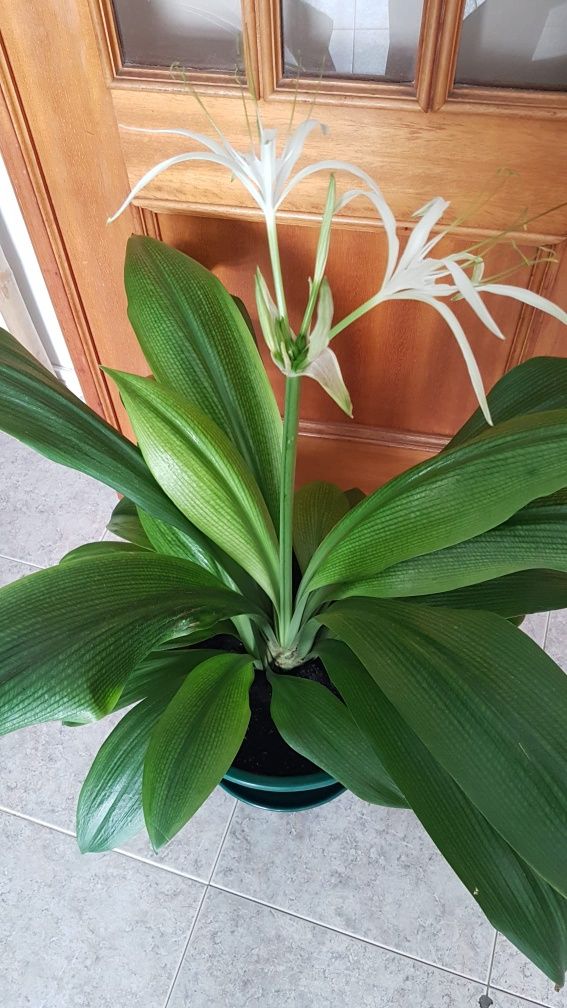 Lírio aranha - Hymenocallis caribaea