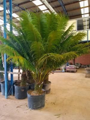 Cycas de varias especies e tamanhos