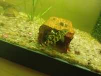 Peixe Botia yoyo