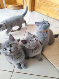 Kot Brytyjski FPL rodowód kociak niebieski szary kocurek rasowy