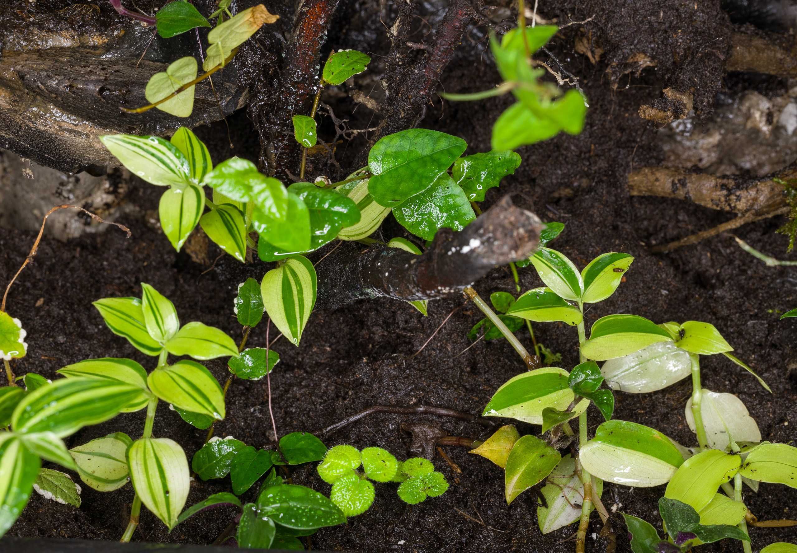 Terrarium tropikalne aktywne biologiczne