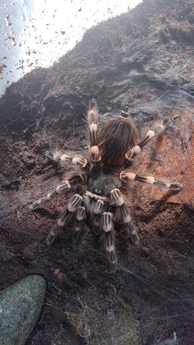 Acanthoscurria Geniculata Samica 8DC