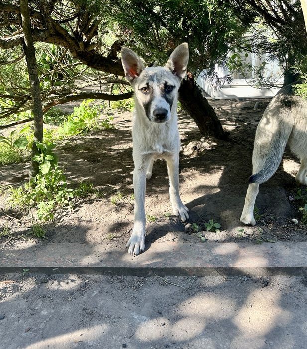Собакени у добрі руки