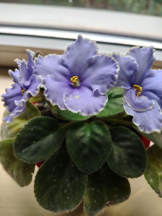 Кімнатні рослини